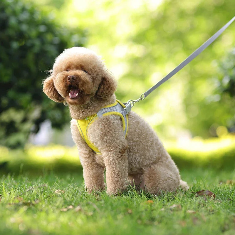 Adjustable Puppy Harness Set