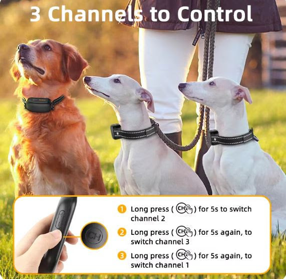 Paw some Pet Essentials