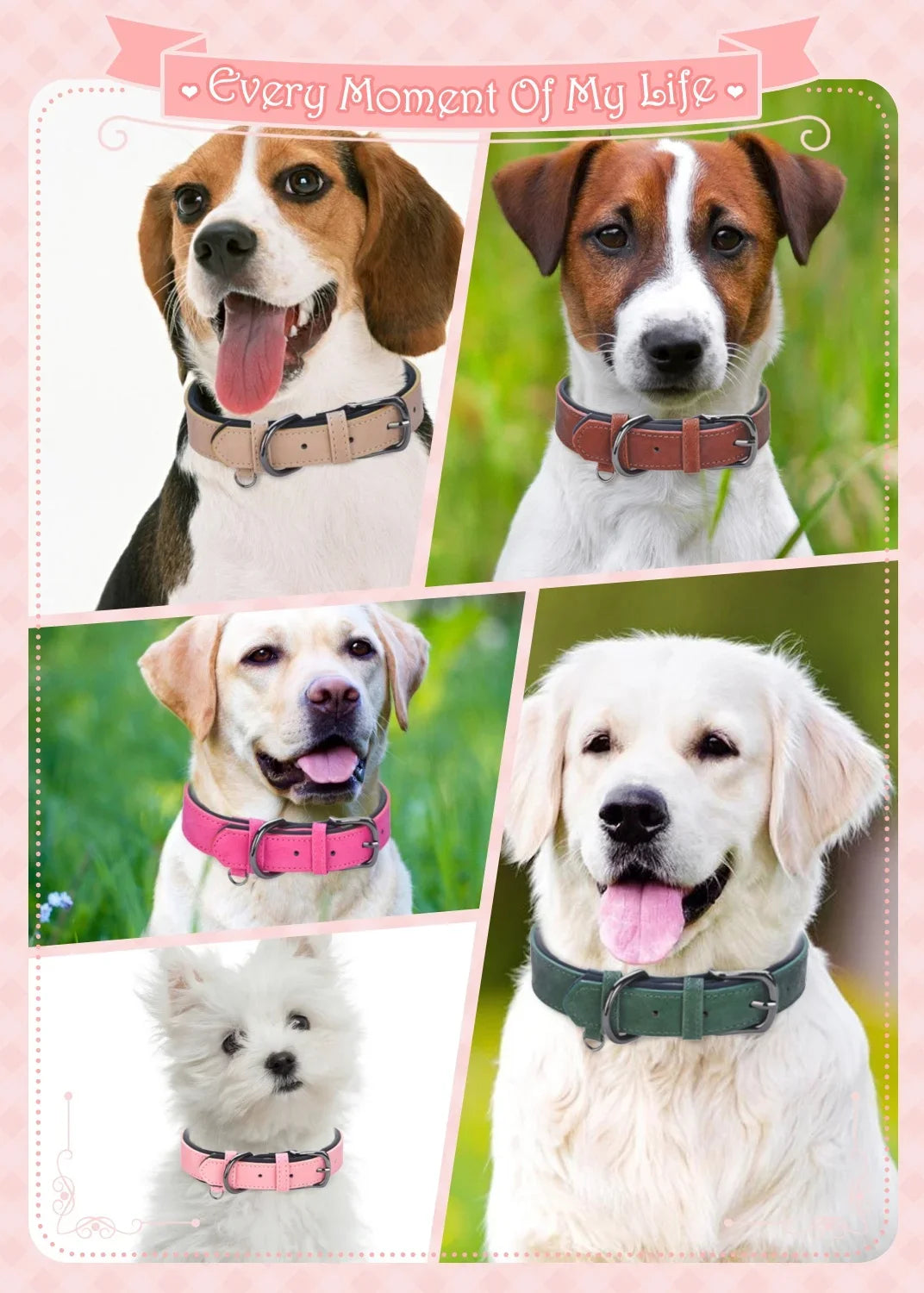 Upgrade Your Dog's Look! 🌟 Soft, Padded, and Adjustable Collars Await!